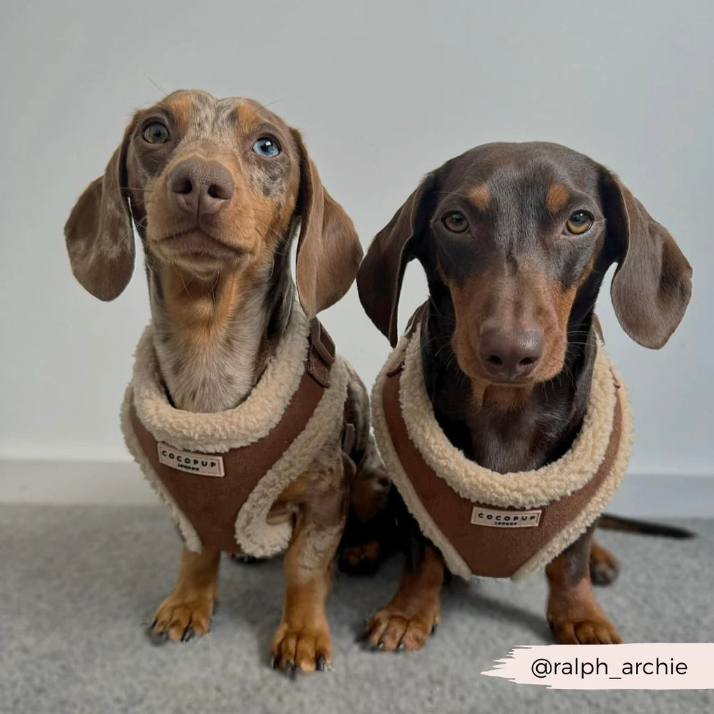 Brown Aviator Adjustable Neck Harness