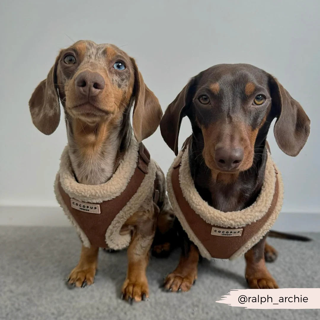 Brown Aviator Adjustable Neck Harness