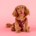 Brown dog wearing a red plaid harness with 'Pablo & Co.' branding
