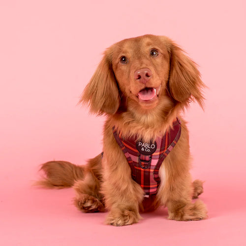 Brown dog wearing a red plaid harness with 'Pablo & Co.' branding