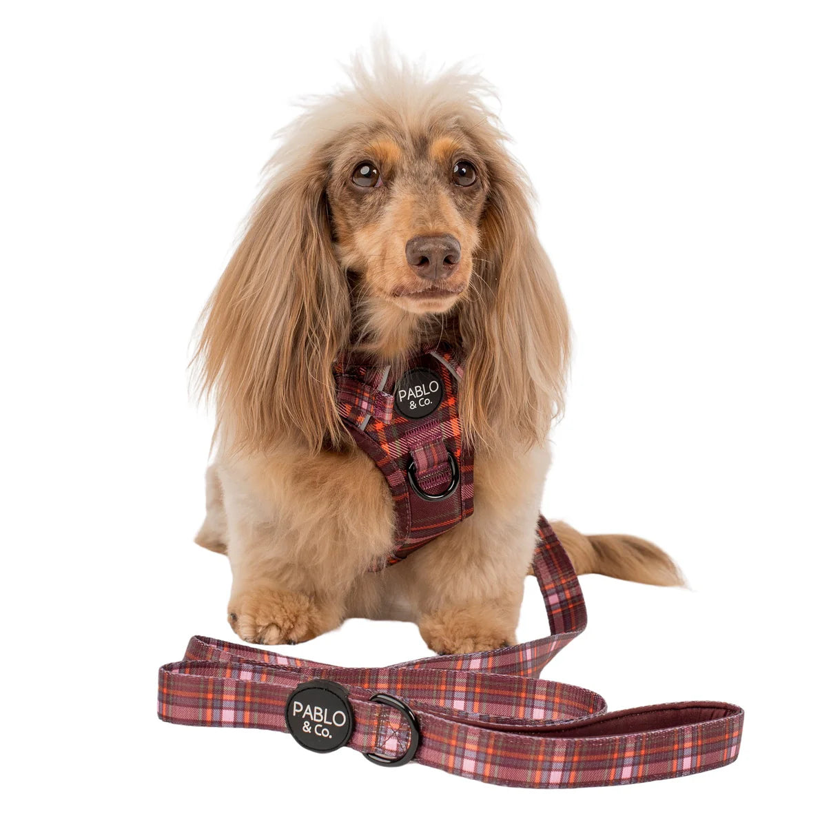 Dog wearing a plaid harness and leash with 'Pablo & Co' branding 