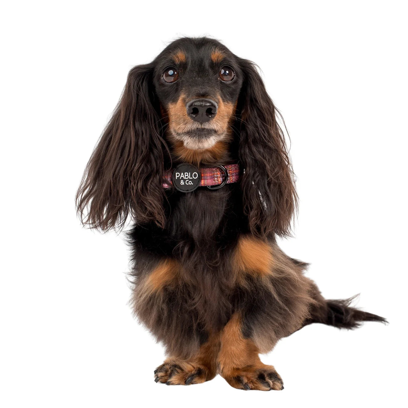 Dachshund wearing a collar with 'Pablo' 
