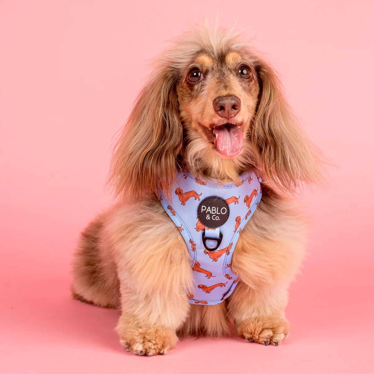 Dachshund Adjustable Dog Harness