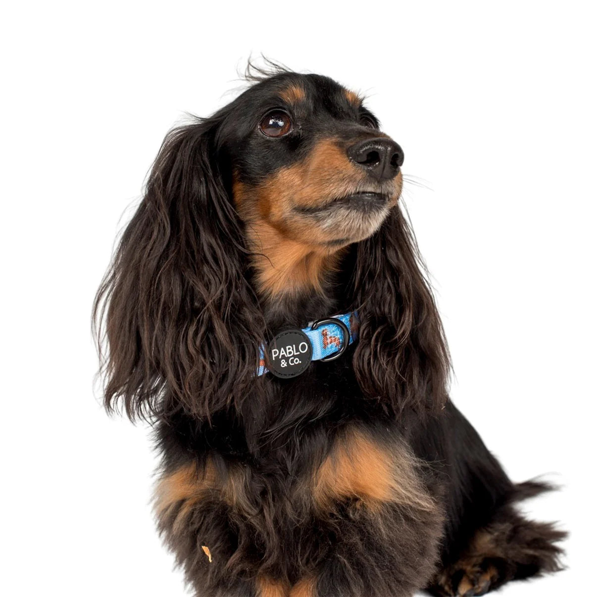 Dachshund Dog Collar