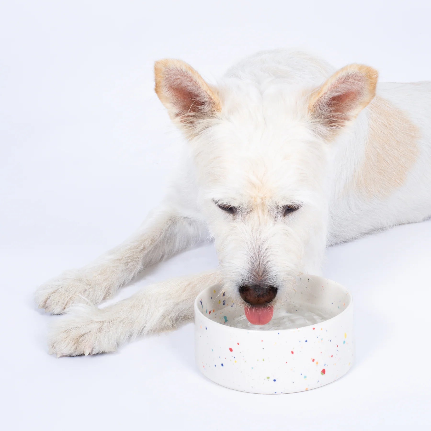 White dog lying next to a white bowl with colourful speckles