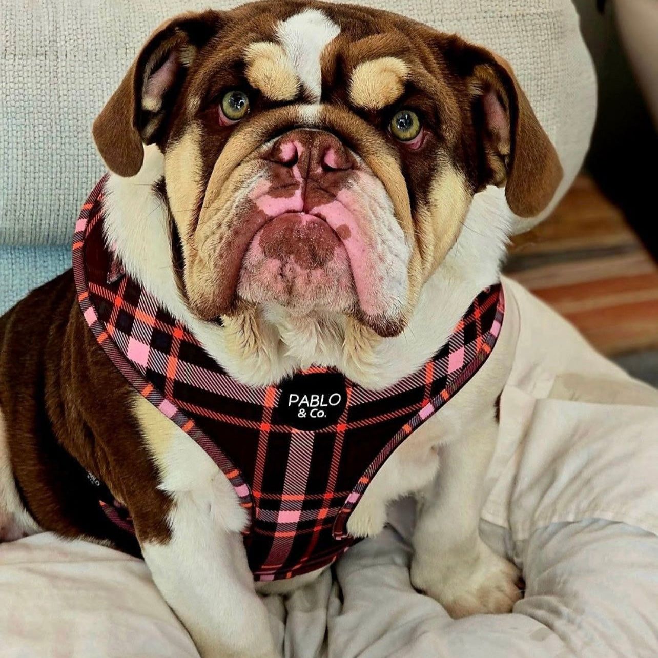 Dog wearing a plaid harness with 'Pablo & Co.' branding on a couch.