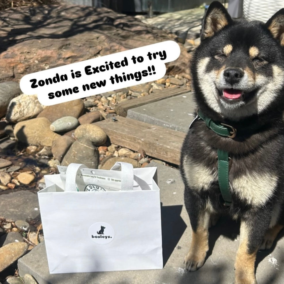 Dog standing on a stone path with a package labeled 'Bosley's Pet Store' in the foreground.