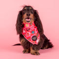 Dog wearing a pink Christmas bandana with patches on a pink background