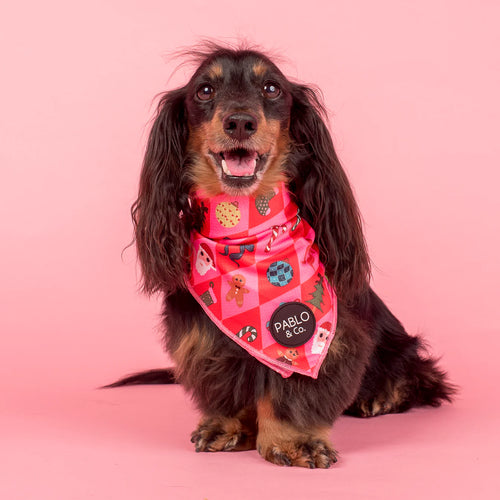 Dog wearing a pink Christmas bandana with patches on a pink background