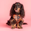 Dog wearing an orange plaid harness with 'Pablo & Co'