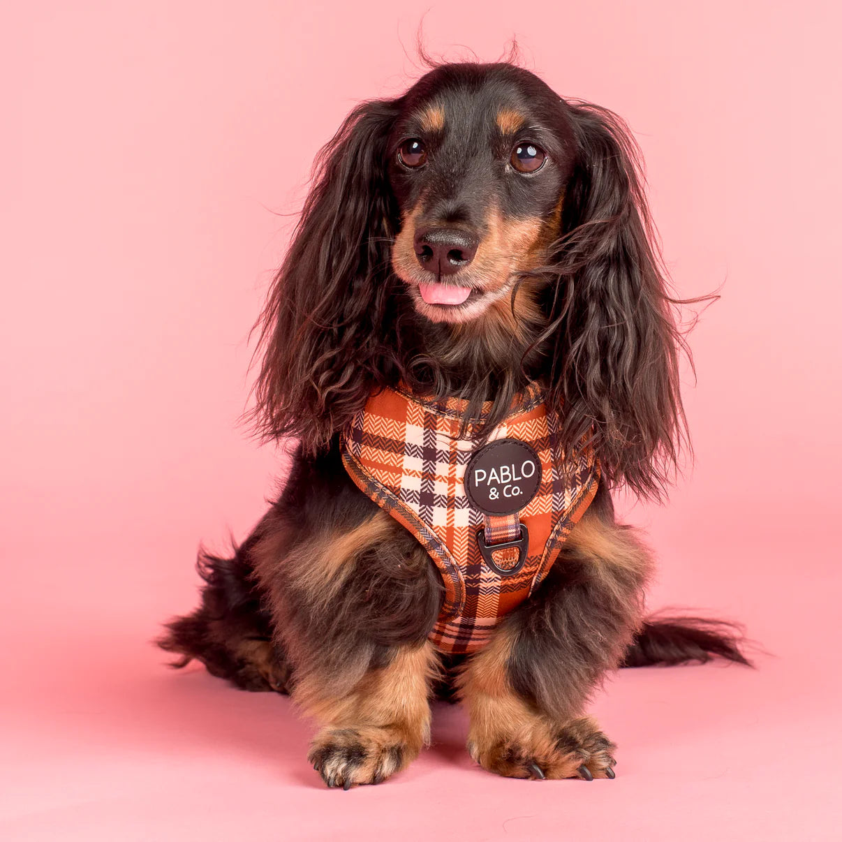 Dog wearing an orange plaid harness with 'Pablo & Co'