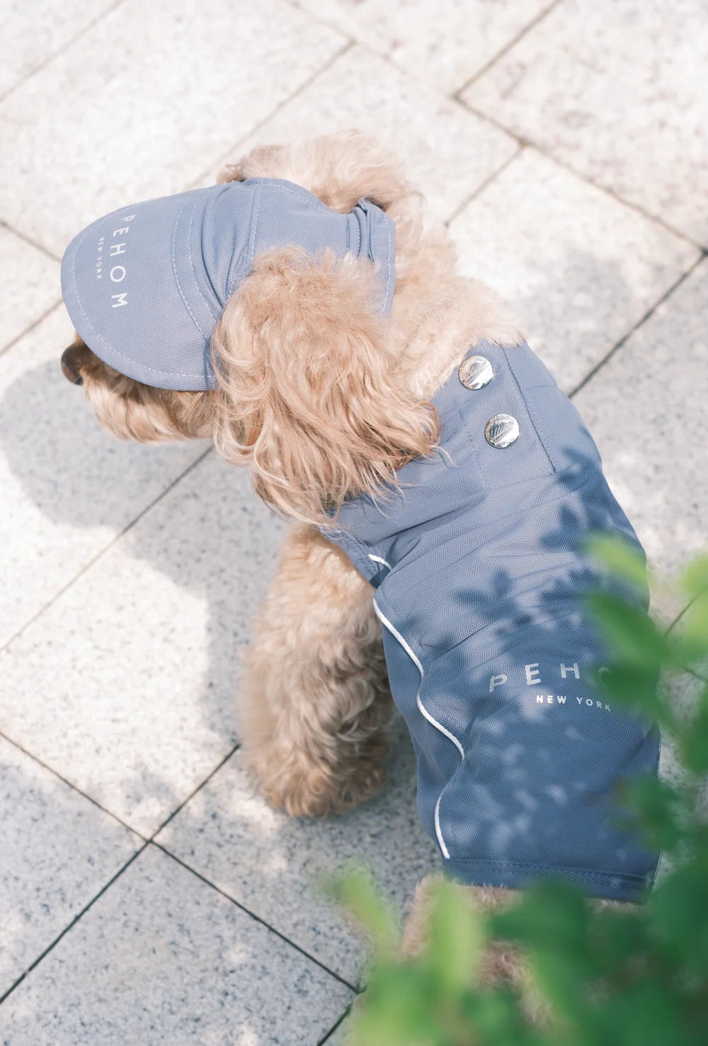 Small dog wearing a blue shirt and cap on a tiled floor