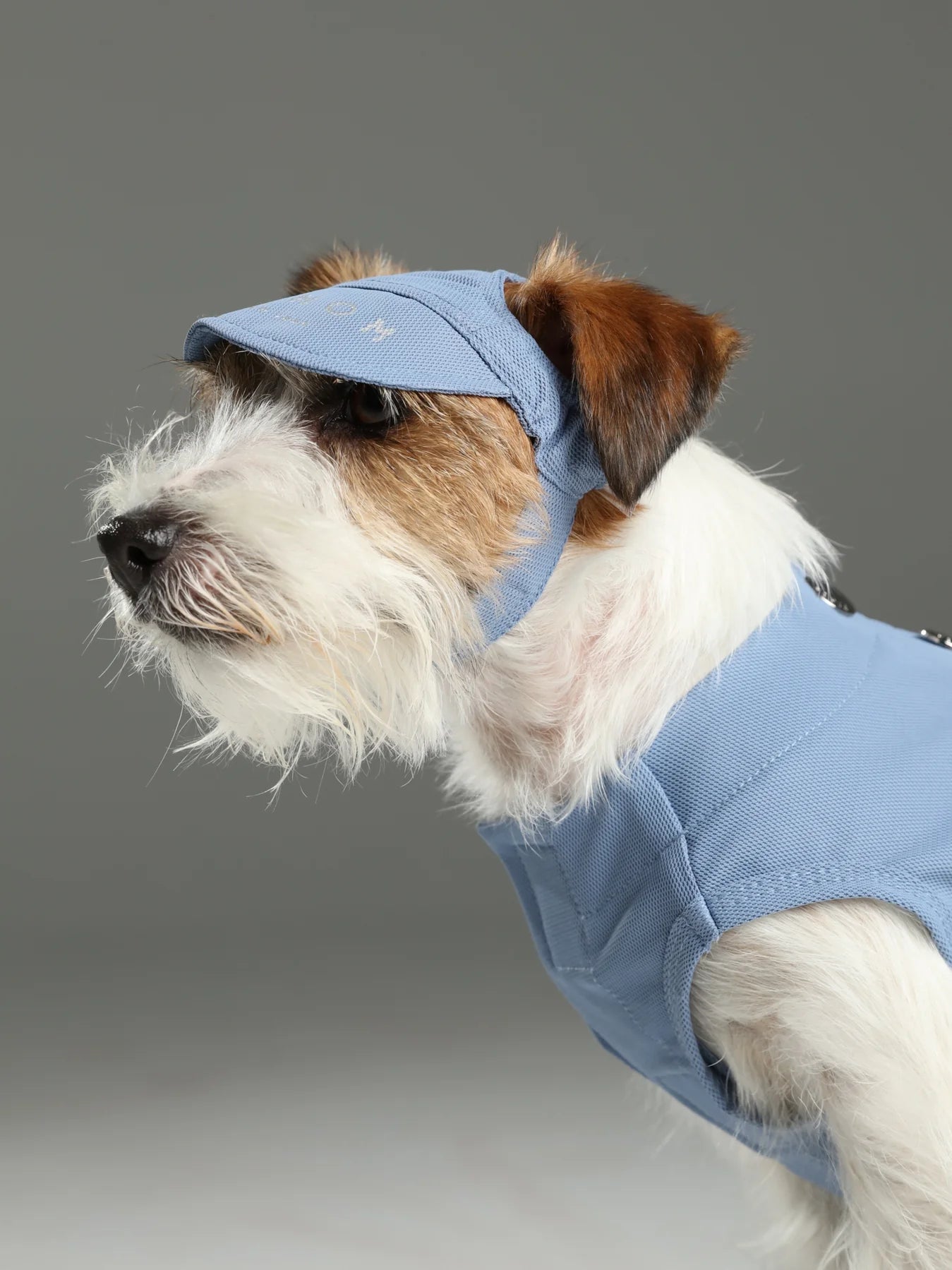 Dog wearing a blue outfit and cap on a gray background