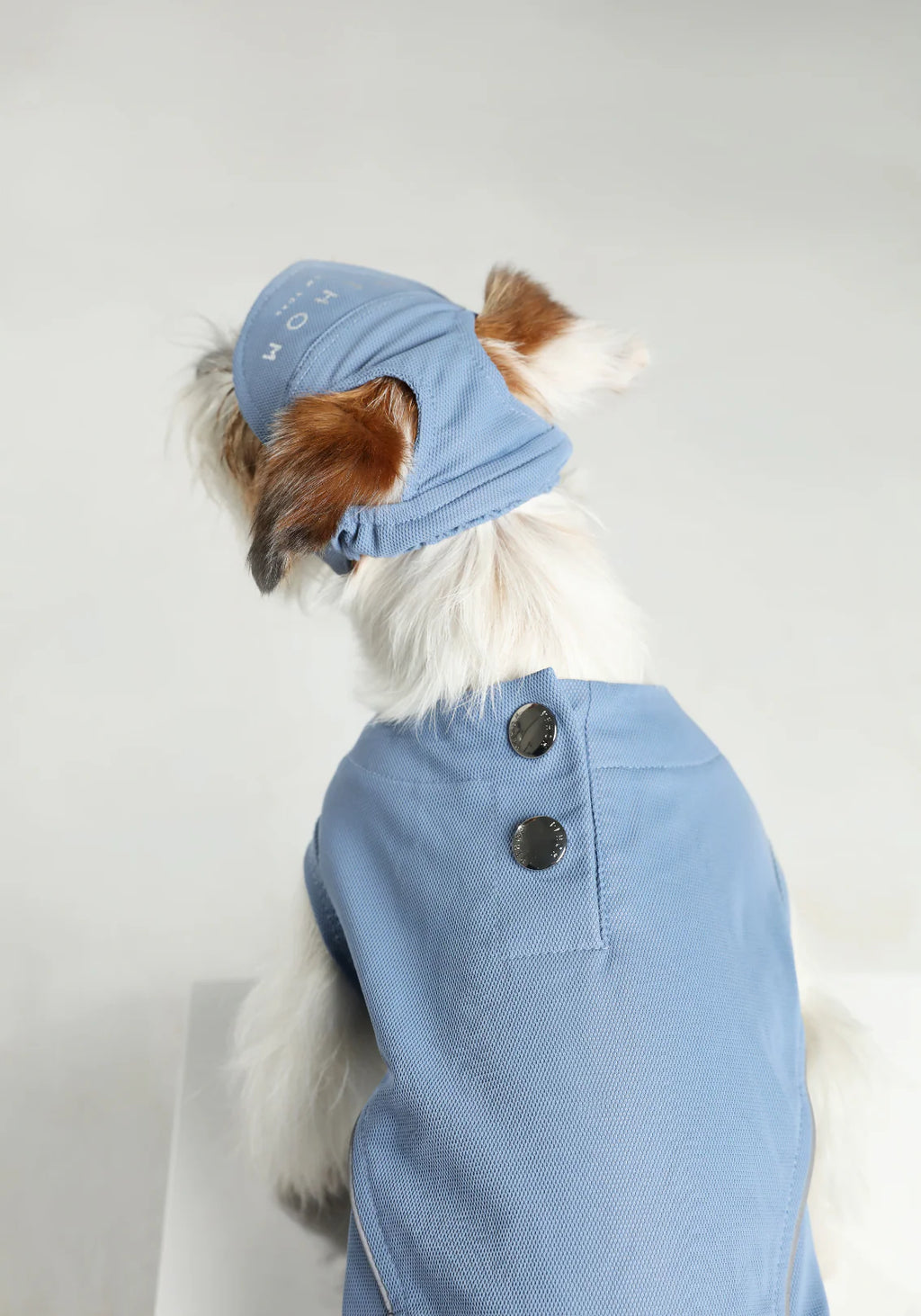 Dog wearing a blue hat and coat with buttons on a plain background
