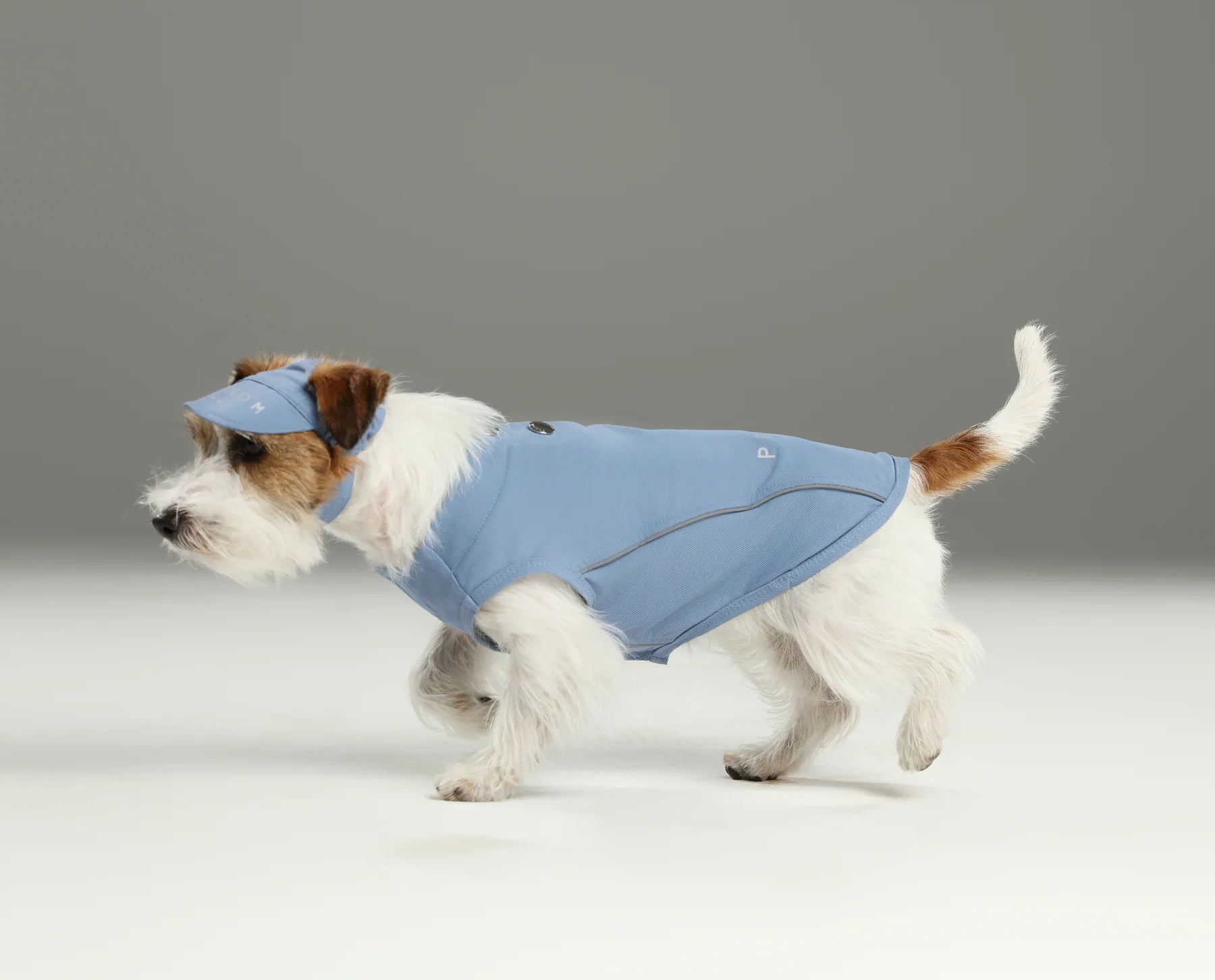 Dog wearing a blue shirt and hat on a gray background
