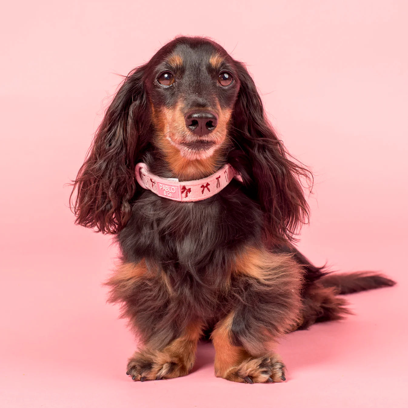 Dachshund wearing a pink collar on a pink background