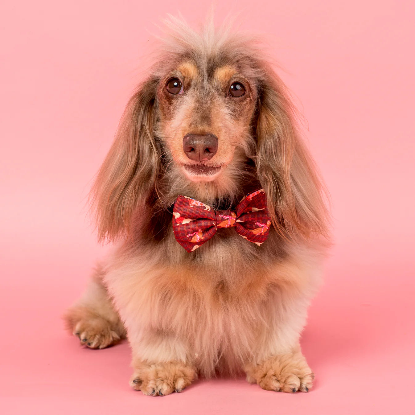 Merry Little Dachshunds Bow Tie