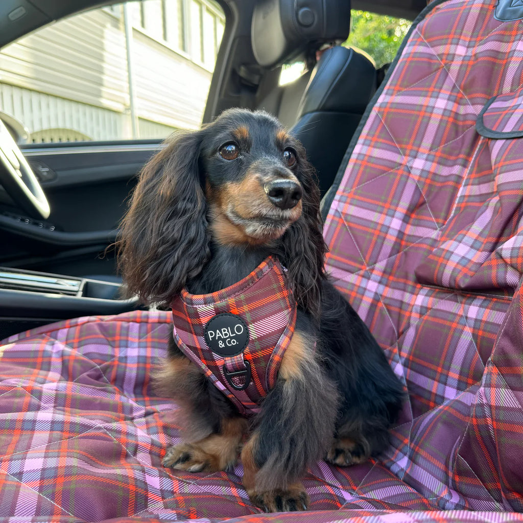 Dog wearing a red harness with 'Pablo & Co.' branding, sitting on a plaid car seat cover.