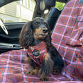 Dog wearing a red harness with 'Pablo & Co.' branding, sitting on a plaid car seat cover.
