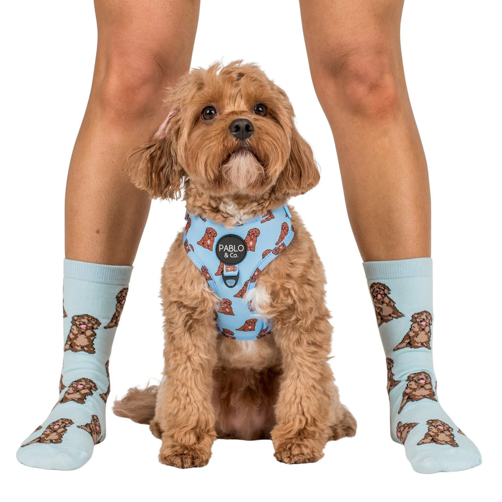 Dog Breed Socks - Cavoodle