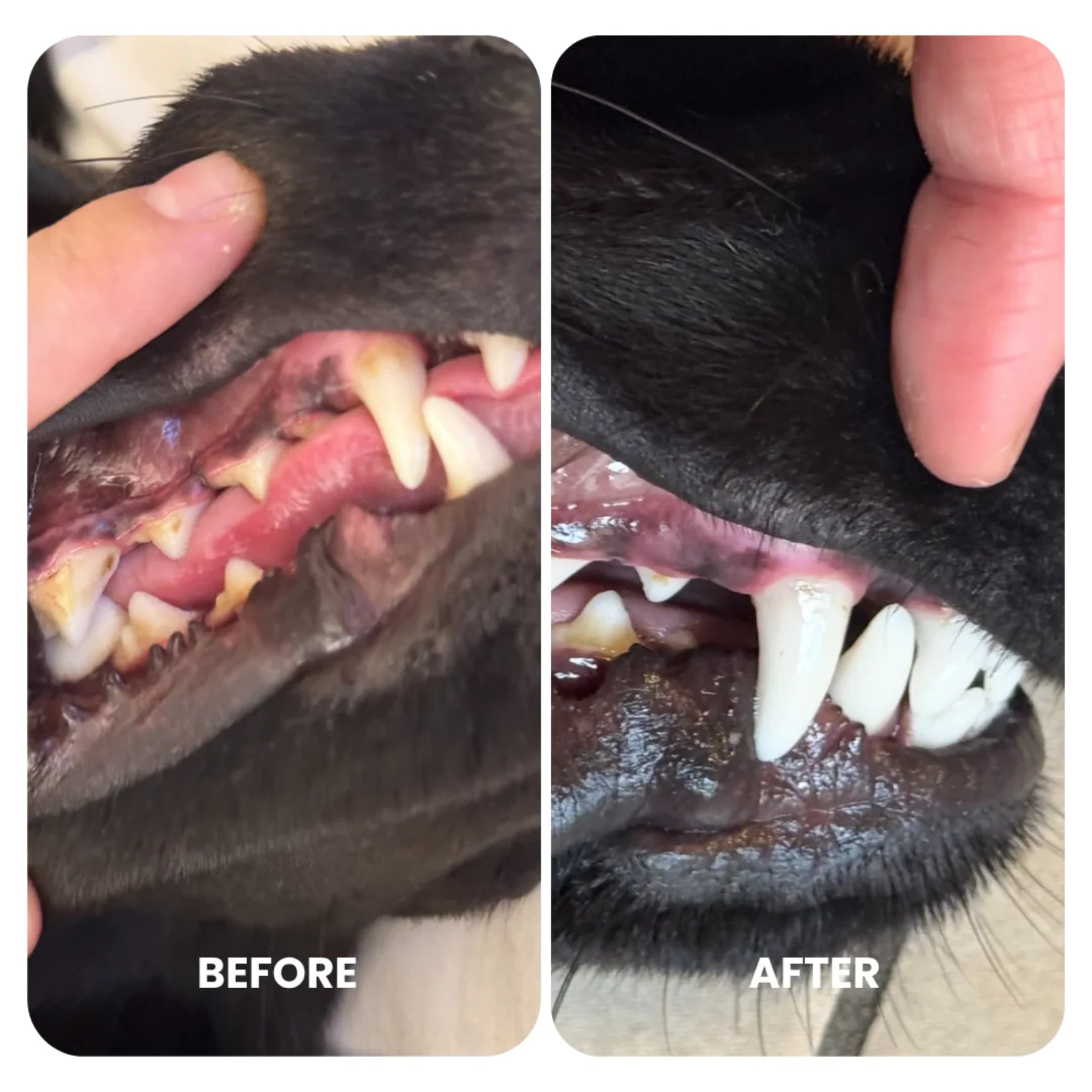 Before and after comparison of a dog's mouth showing dental health improvement.