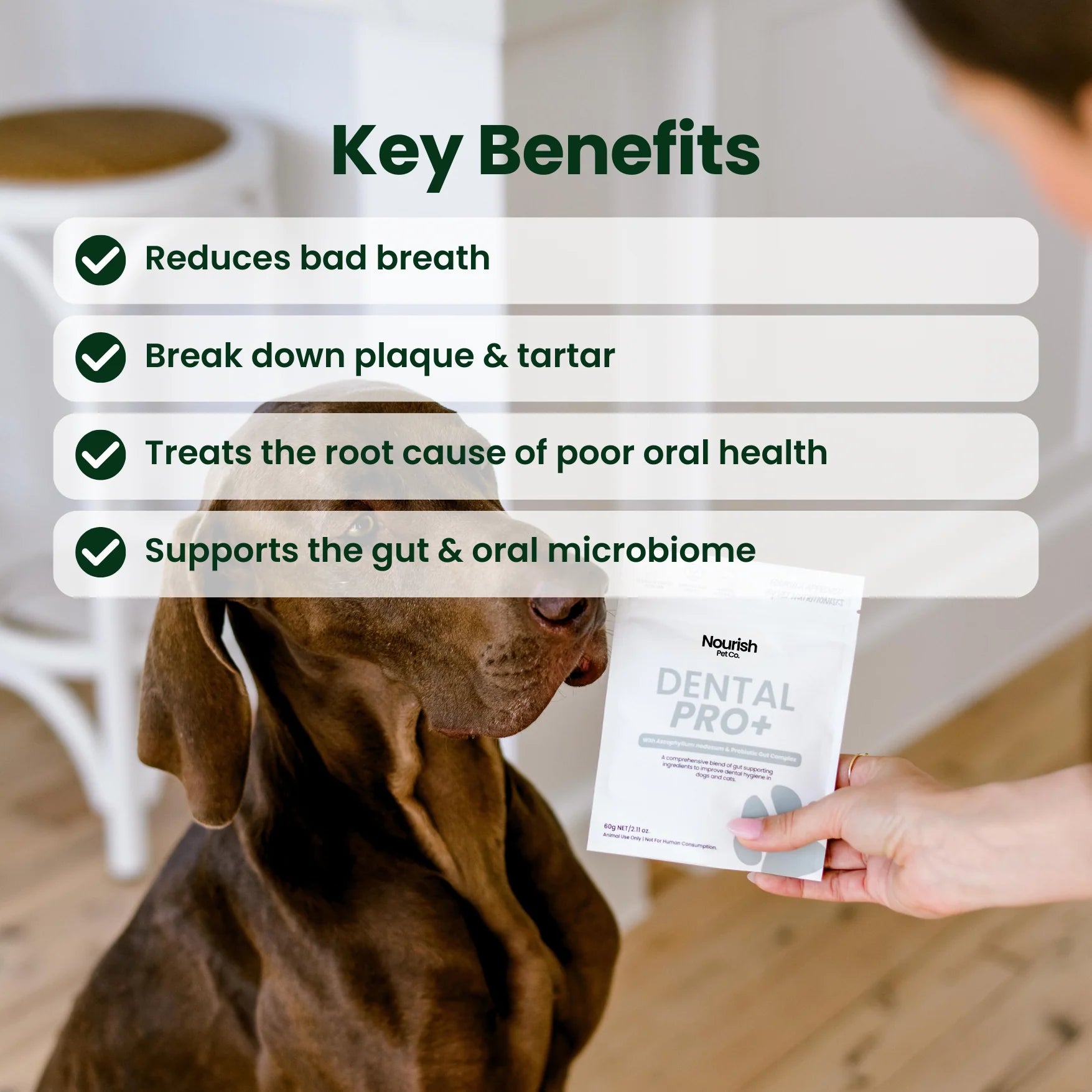 Dog being offered a packet of Nourish Dental Pro+ with key benefits listed above.