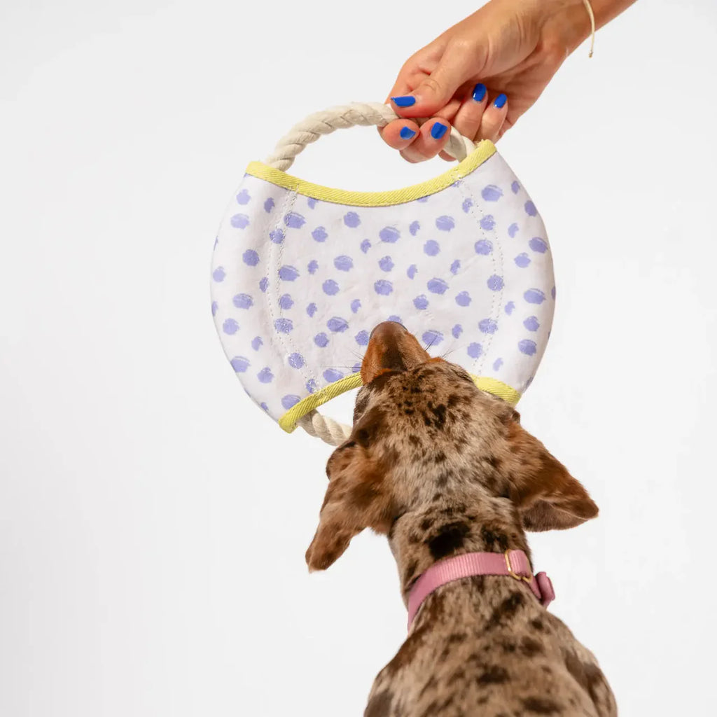 Dog playing with a spotted frisbee toy held by a hand on a white background
