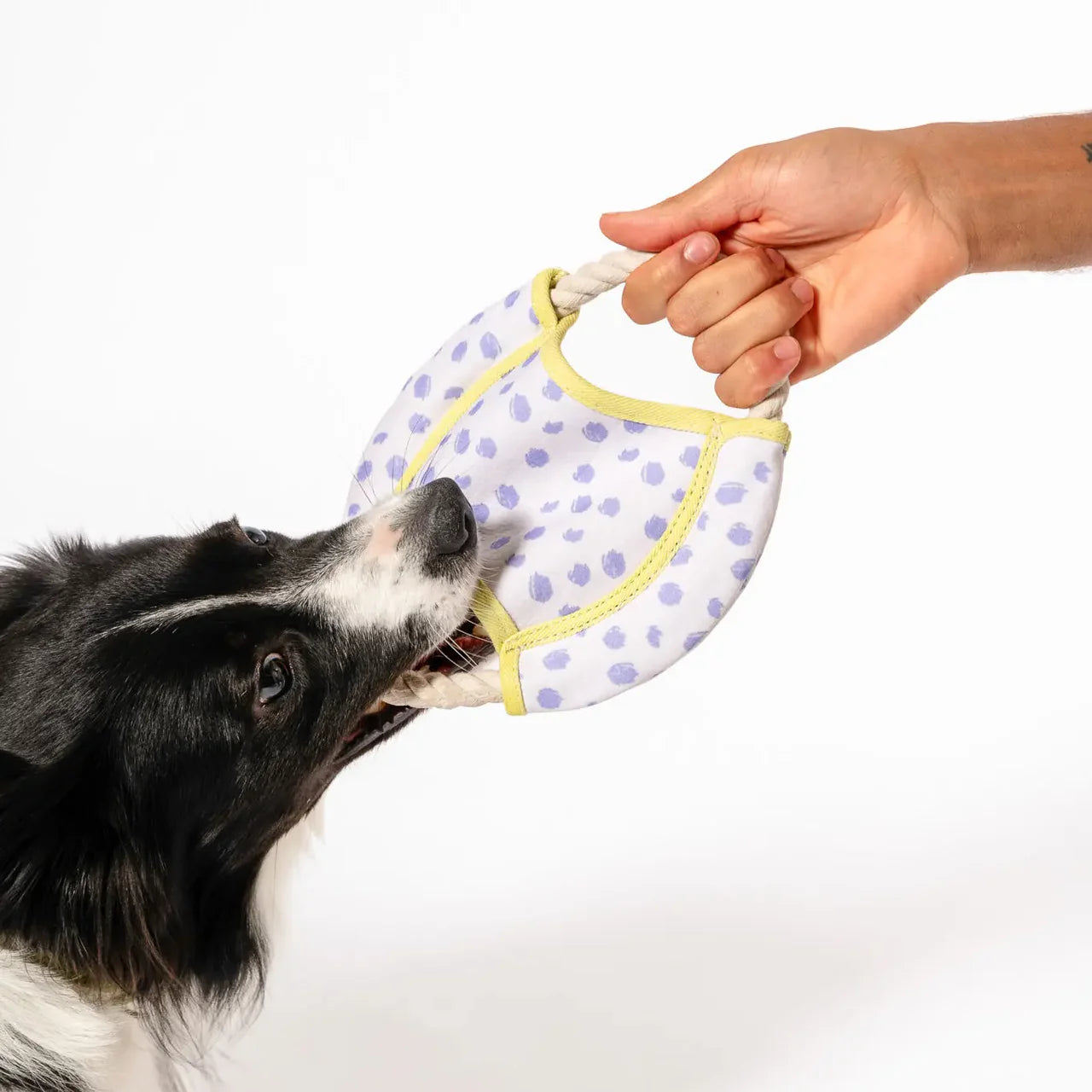 Dog playing with a spotted toy held by a hand on a white background