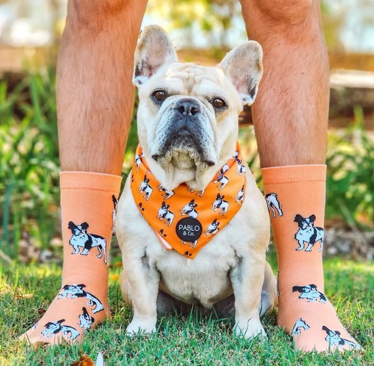 Dog Breed Socks - French Bulldog