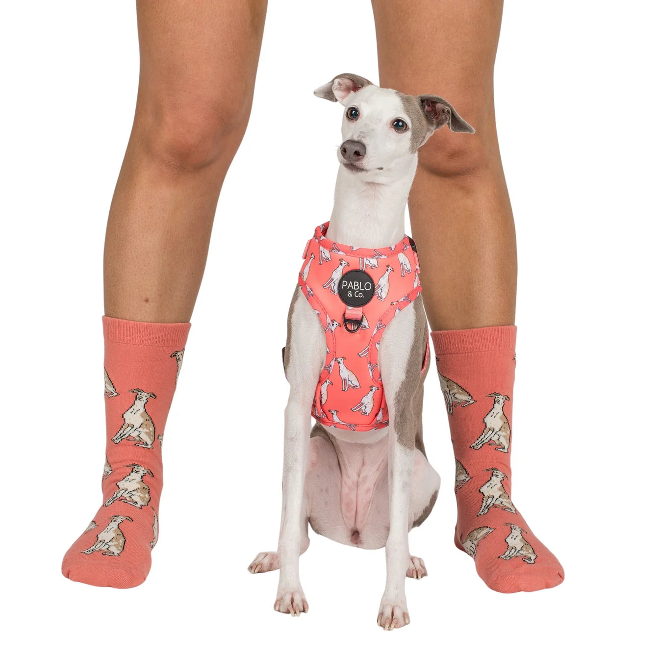 Dog Breed Socks - Iggy