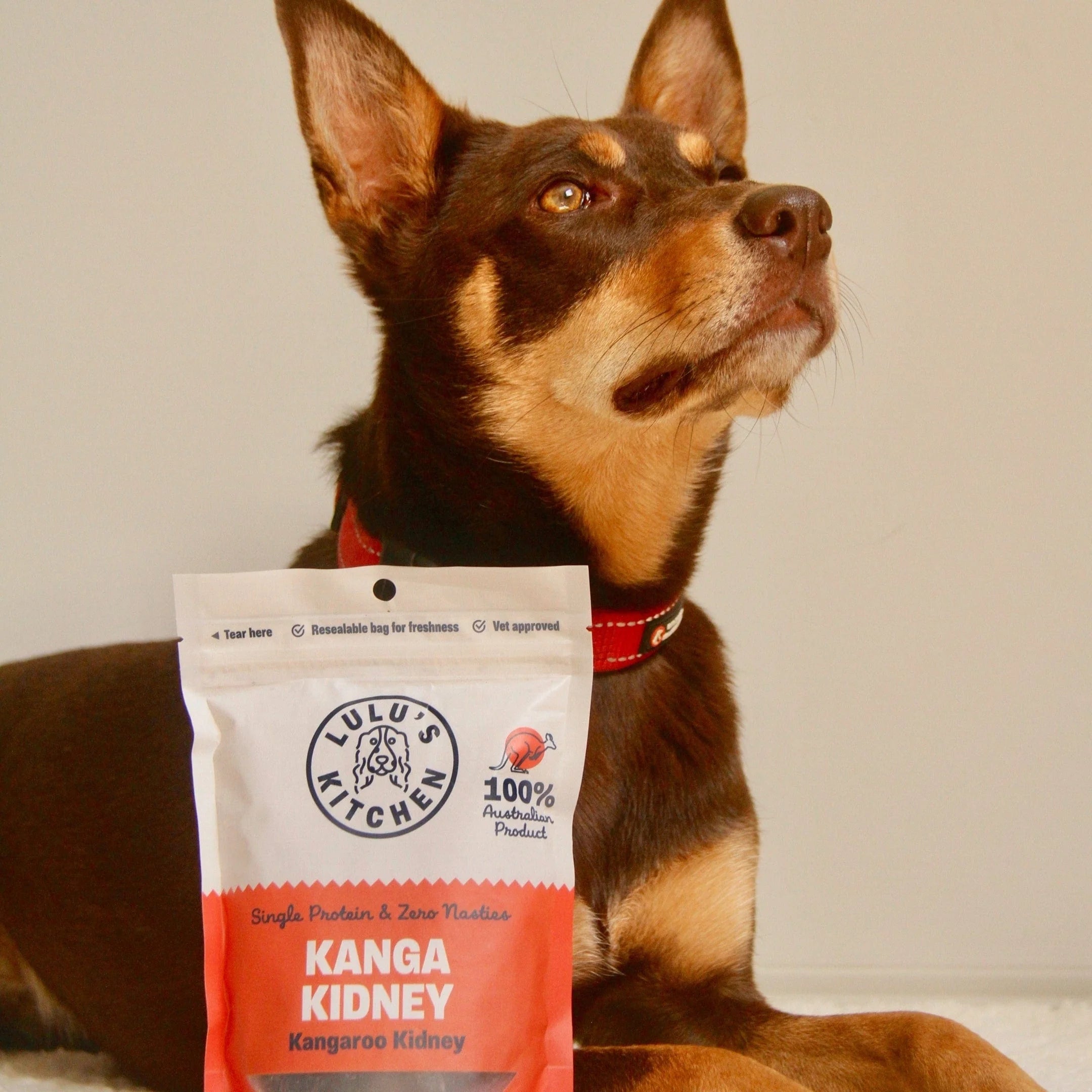 Dog sitting next to a package of Lulu's Kitchen Kanga Kidney dog treats
