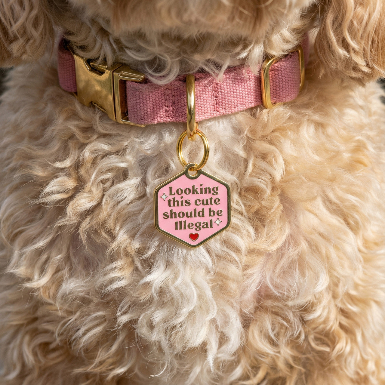 Looking This Cute - QR Code ID Tag