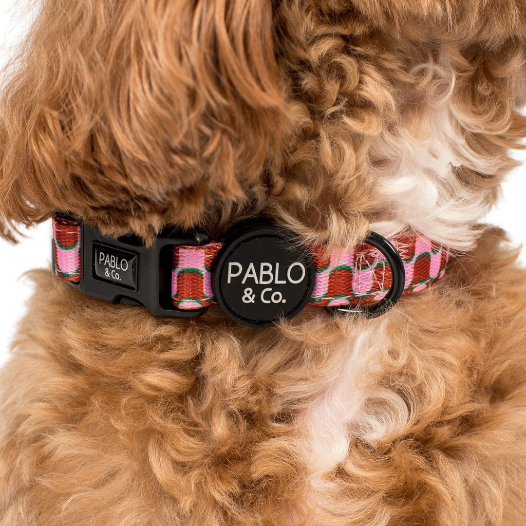 Dog wearing a colourful collar with 'Pablo & Co.' branding