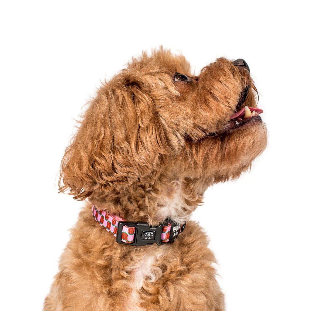 Mod Madness Dog Collar