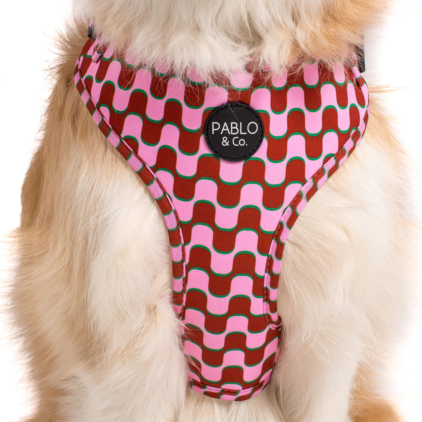 Dog wearing a pink and red patterned harness with 'Pablo & Co.' label on a white background
