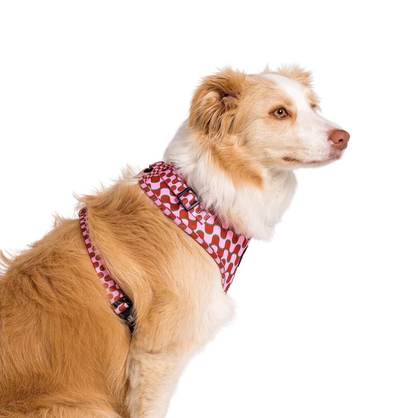 Dog wearing a red and white patterned harness on a white background