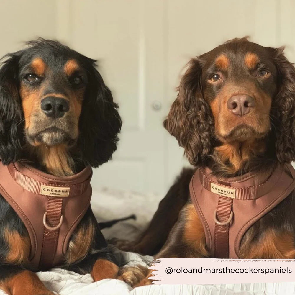 NAKD Adjustable Harness - Brownie