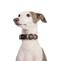Dog wearing a plaid collar with 'Pablo & Co.' branding on a white background