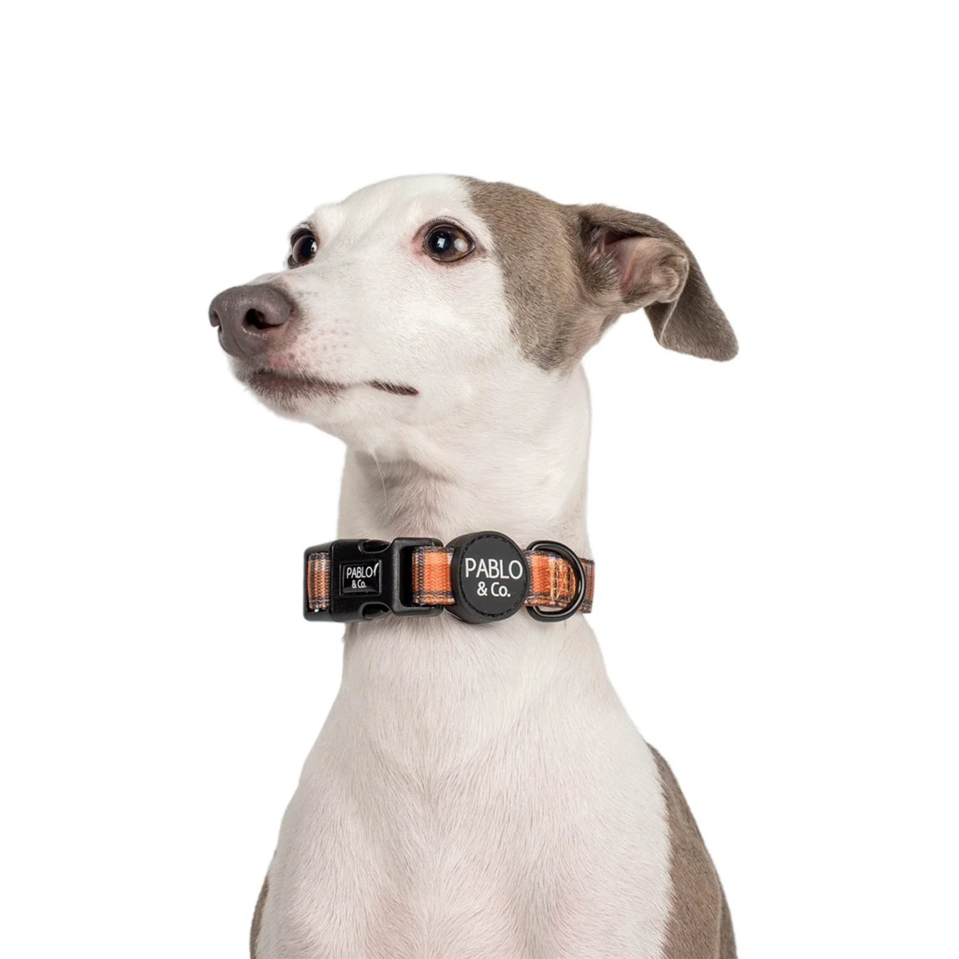 Dog wearing a plaid collar with 'Pablo & Co.' branding on a white background