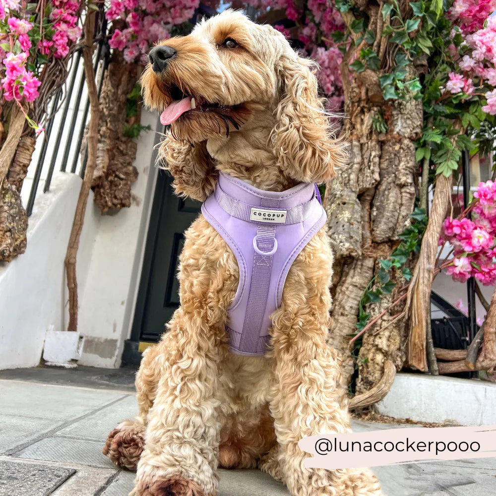 NAKD Adjustable Harness - Parma Violets