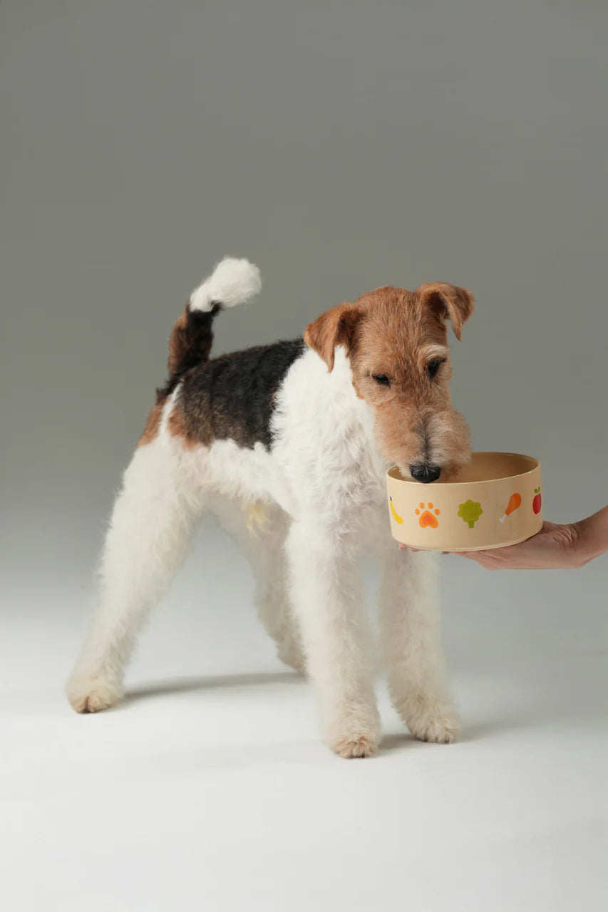 Dog standing next to a hand holding a colorful pet bowl on a gray background