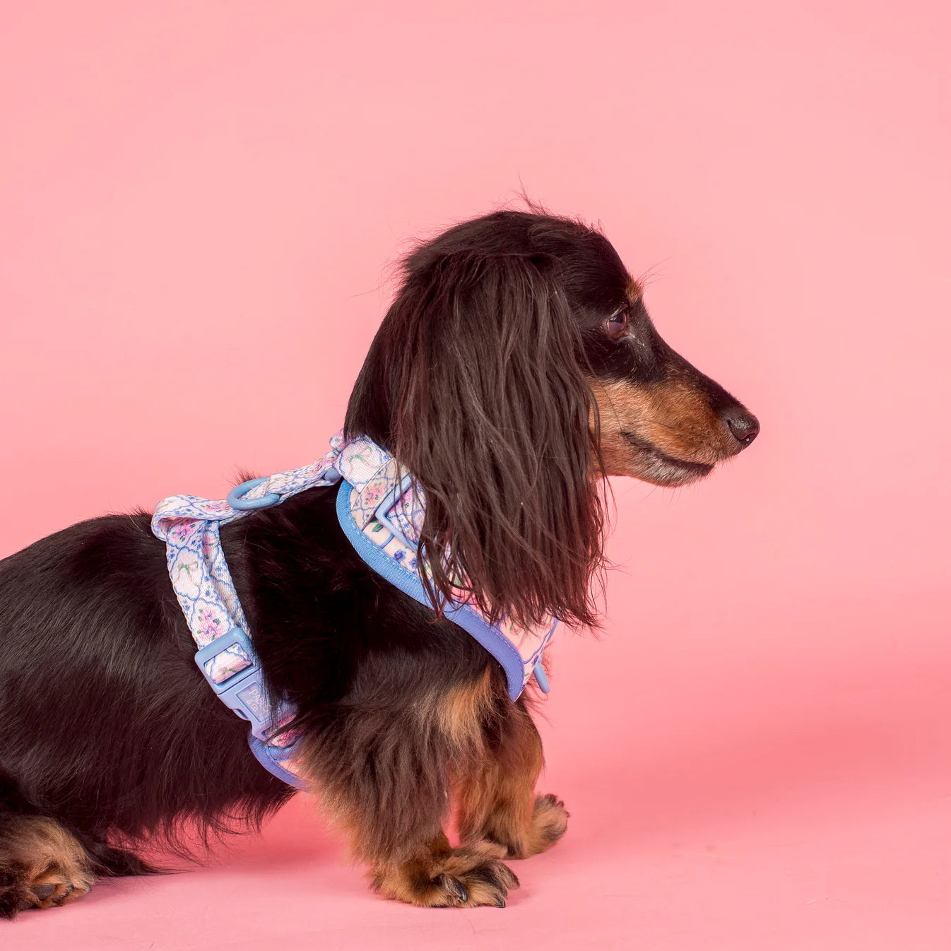 Dachshund wearing a floral harness on a pink background