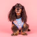 Dog wearing a colorful blue harness with 'Pablo & Co' branding on a pink background