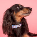Petal Dog Collar