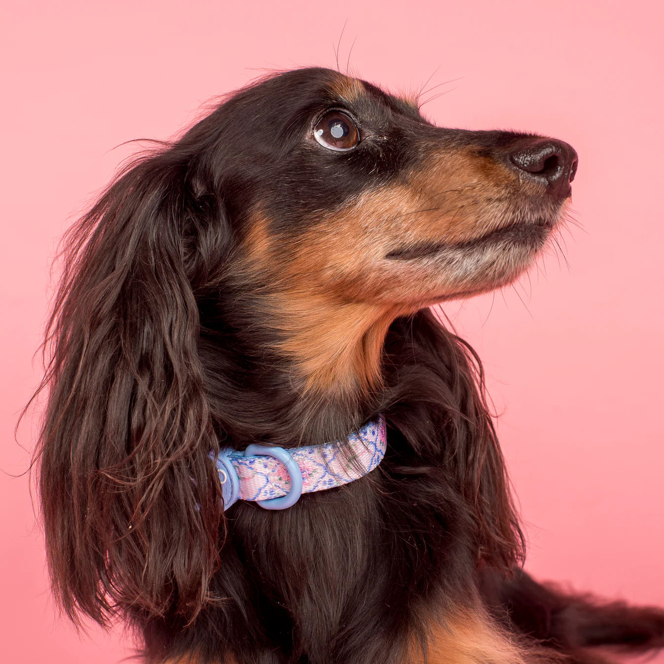 Petal Dog Collar