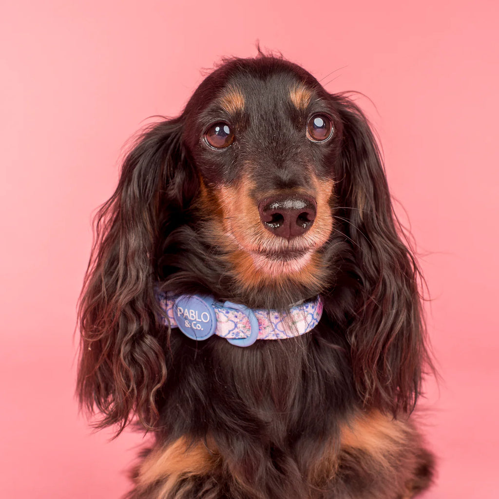 Petal Dog Collar