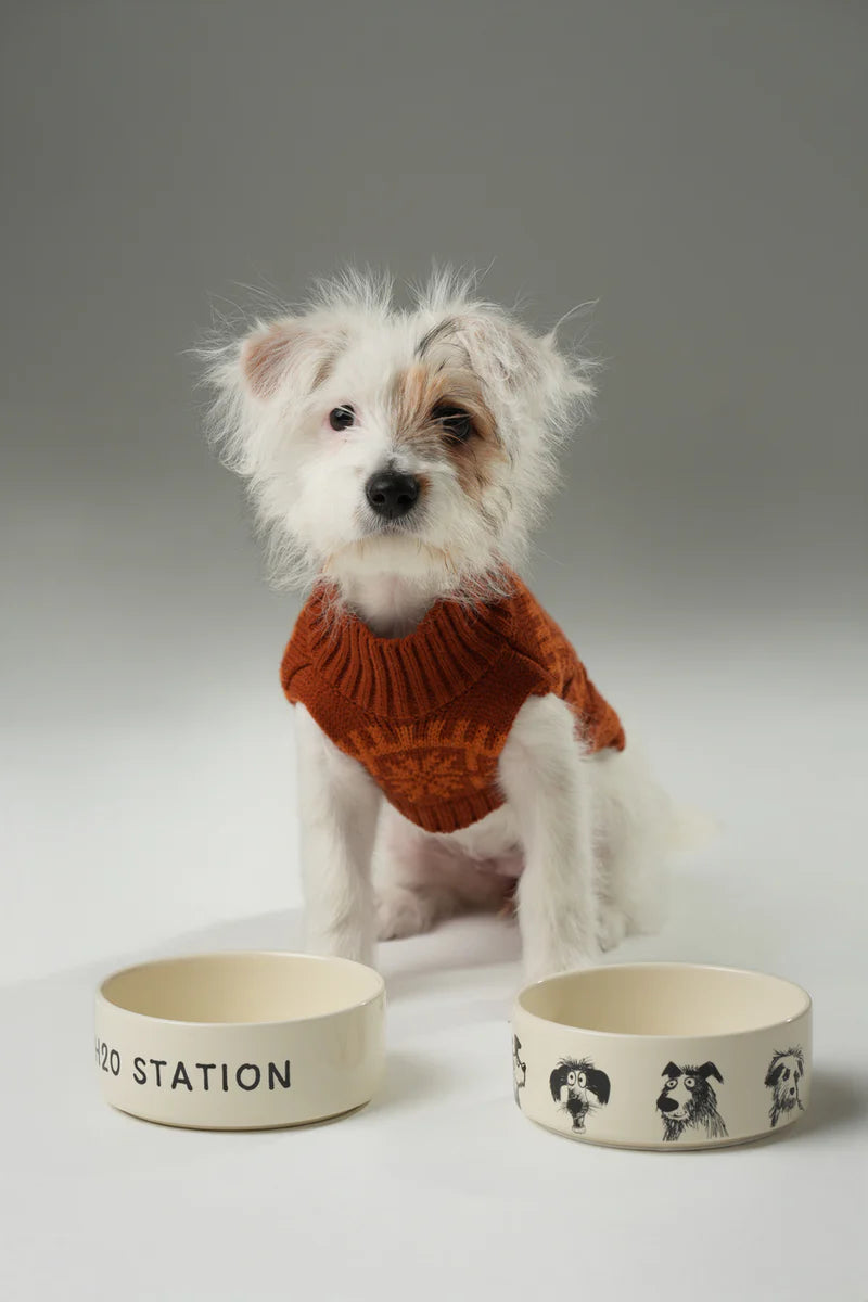 Small dog wearing an orange sweater with two ceramic bowls on a gray background