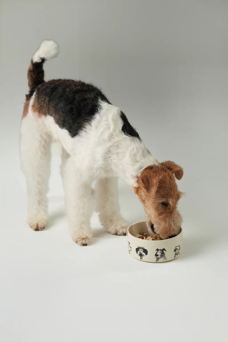 Dog eating from a ceramic bowl on a plain background