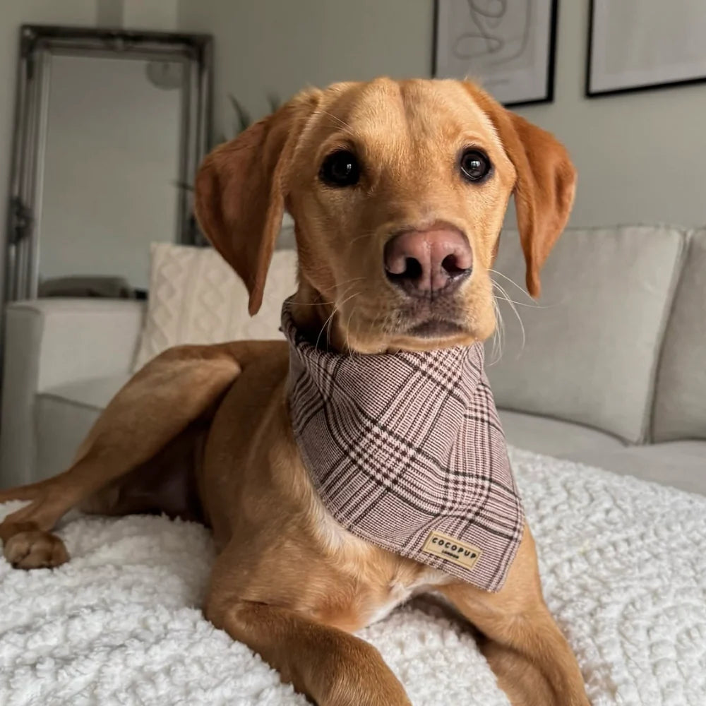 Brown dog wearing a plaid bandana sitting on a white surface with a neutral-colored couch in the background.