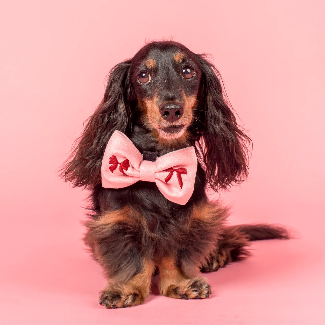 Velvet Blush Bows Dog Bow Tie